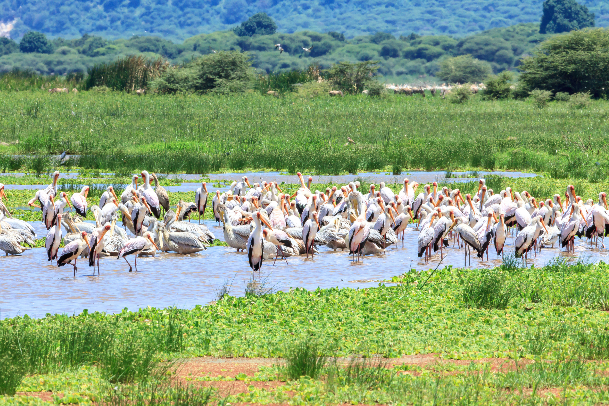 05_Lake_Manyara_National_Park[1].webp